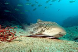 Thailand Dive Centre